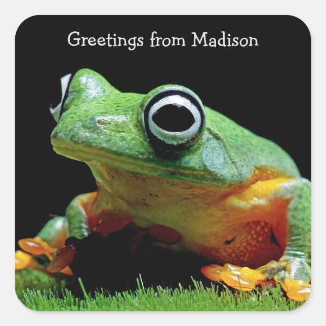 Custom text Frog Square Stickers (Front)