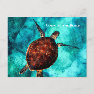 Custom Text Large Sea Turtle Tropical Blue Waters Postcard