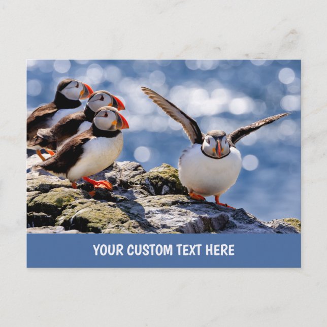 Custom text Puffin postcard (Front)