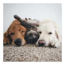 Custom Two labs and A Cat Poster