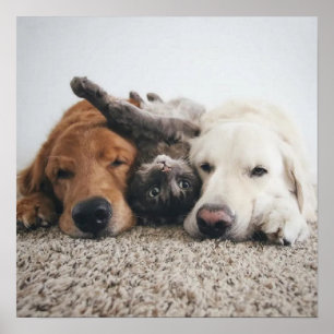 Custom Two labs and A Cat Poster