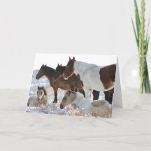 CUSTOM WILD HORSES OF UTAH PINTOS IN SNOW  Card