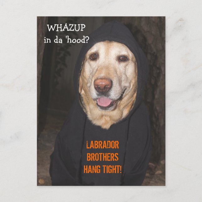 Customisable 90 lb. Lab in Hoodie Postcard (Front)