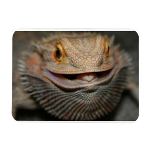 Customisable Bearded Dragon Magnet