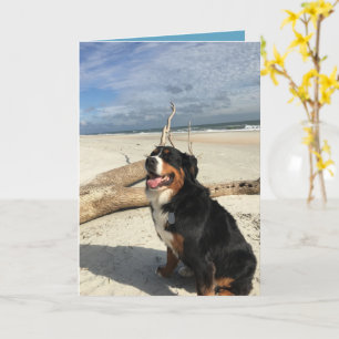 Customisable Bernese Mountain Dog Card