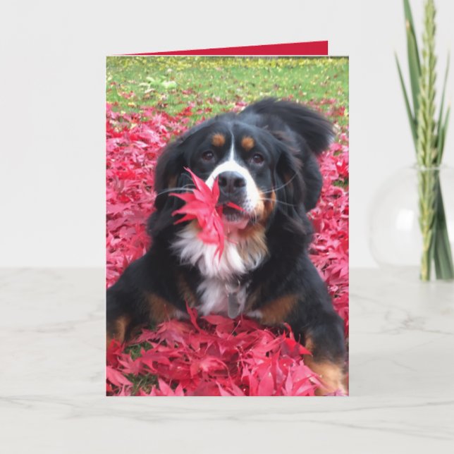 Customisable Bernese Mountain Dog Card (Front)