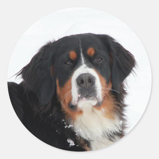 Customisable Bernese Mountain Dog Classic Round Sticker (Front)