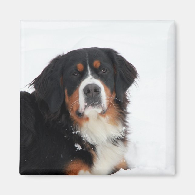 Customisable Bernese Mountain Dog Magnet (Front)