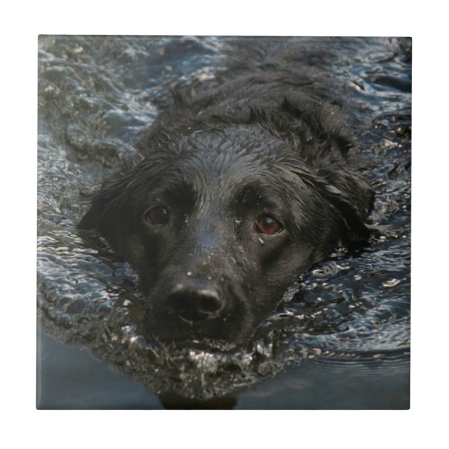 Customisable Black Labrador Retriever Tile (Front)