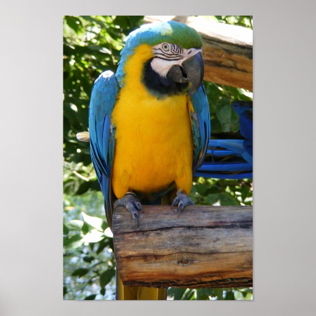 Customisable Blue and Gold Macaw Poster (Front)