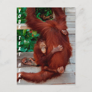 Customisable Borneo orangutan Postcard