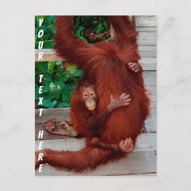 Customisable Borneo orangutan Postcard (Front)