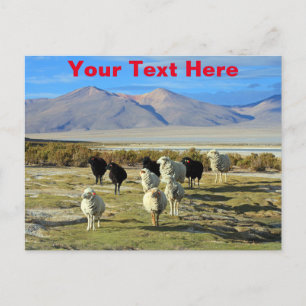 Customisable Chilean sheep postcard