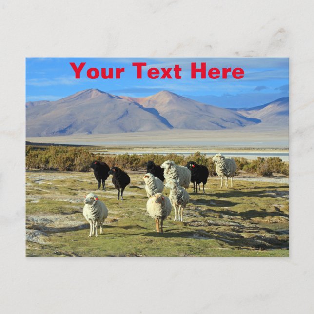 Customisable Chilean sheep postcard (Front)