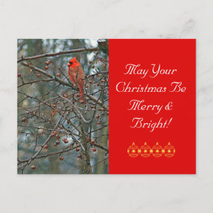 Customisable Christmas Postcard /Red Cardinal