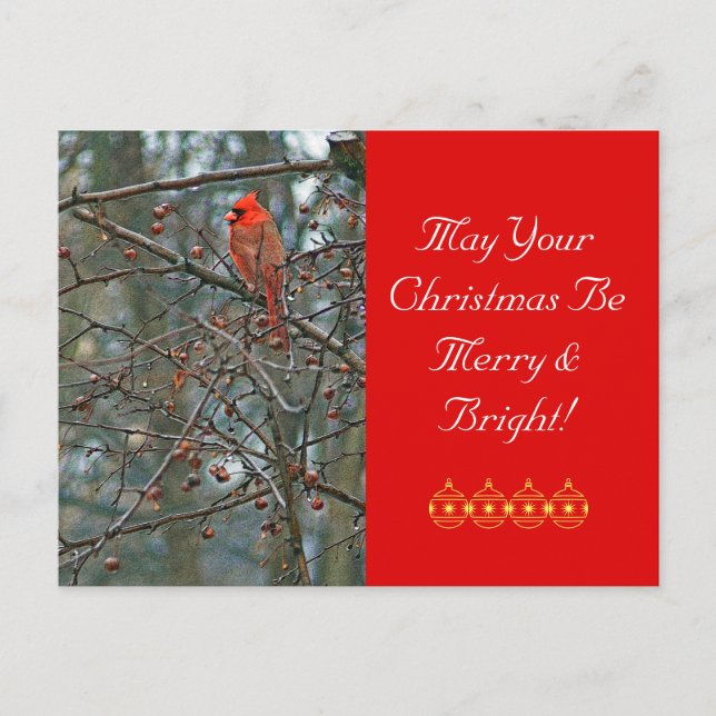 Customisable Christmas Postcard /Red Cardinal (Front)