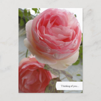 Customisable English Rose Garden Postcard