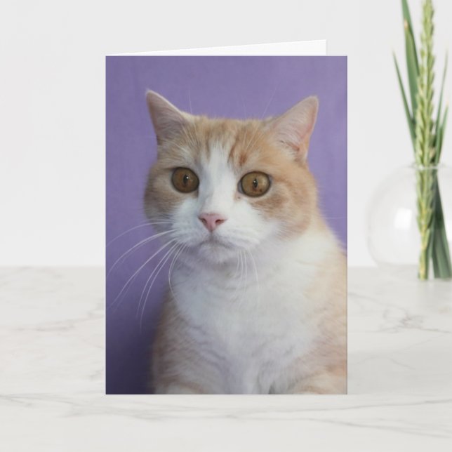 Customisable Funny Cat/Kitty Encouragement Card (Front)