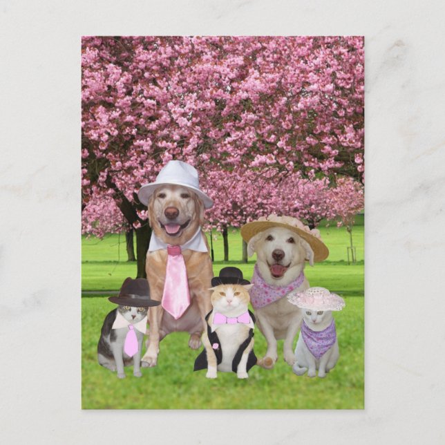 Customisable Funny Pet Pink Theme Postcard (Front)