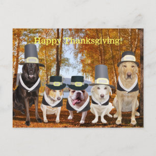 Customisable Funny Pilgrim Dogs Thanksgiving Post Holiday Postcard
