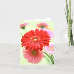 Customisable Gerber Daisies Card