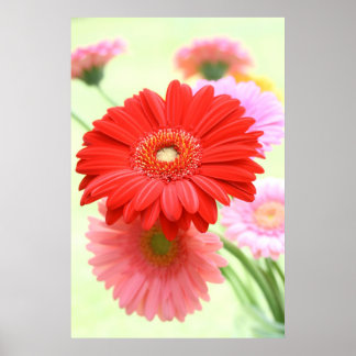 Customisable Gerber Daisies Poster Print