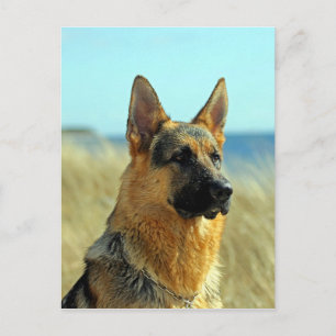 Customisable German Shepherd Dog Postcard