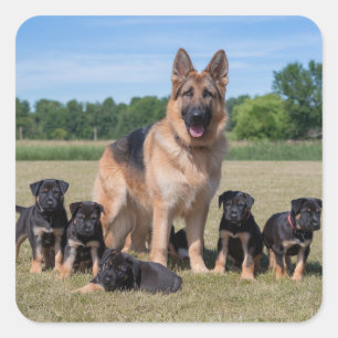 Customisable German Shepherd with Adorable Puppies Square Sticker