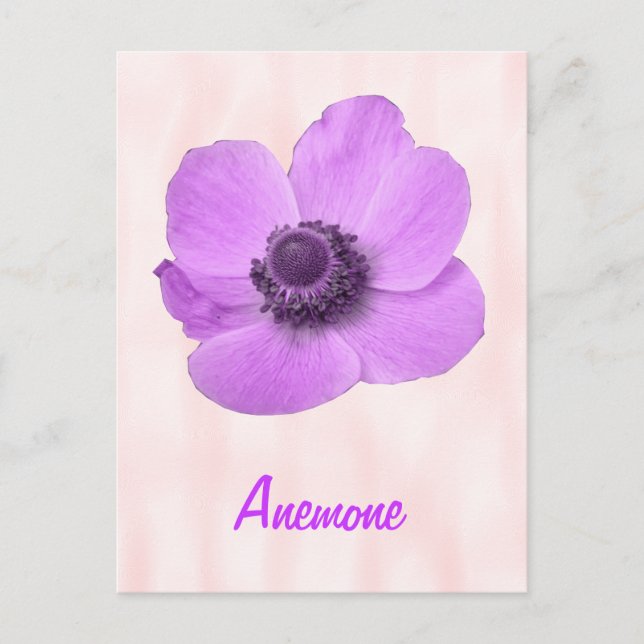Customisable Girly Pink Anemone Postcard (Front)