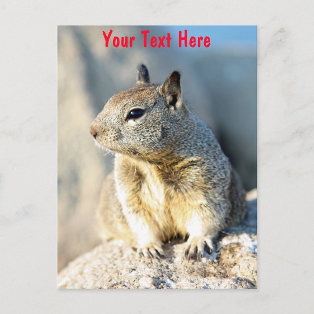 Customisable grey squirrel Monterey Bay California Postcard (Front)