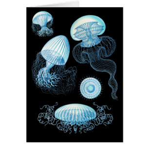 Customisable Haeckel Jellyfish