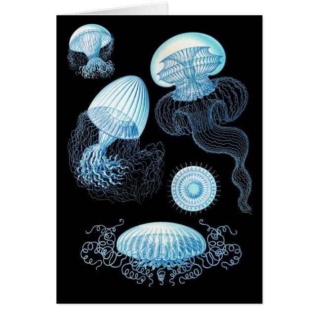 Customisable Haeckel Jellyfish (Front)