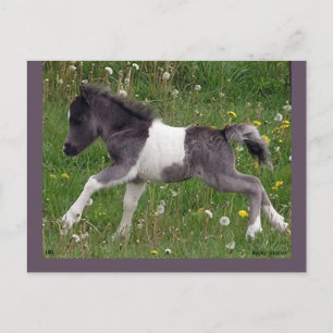 Customisable Horse Postcard #3