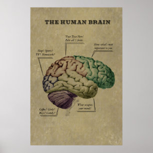 Customisable Human Brain Poster, edit the 5 labels Poster