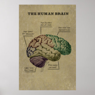 Customisable Human Brain Poster, edit the 5 labels Poster