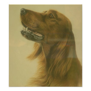 Customisable Irish Setter Art Poster