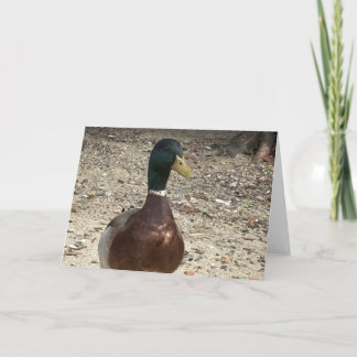 Customisable "Mallard Duck" Greeting Card