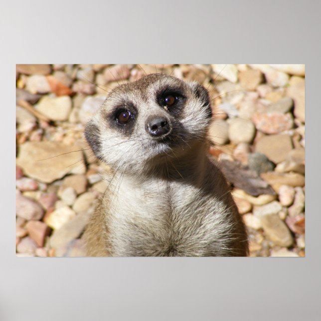 Customisable Meerkat Poster (Front)