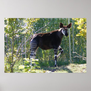 Customisable Okapi Poster