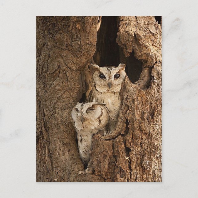 Customisable Owl Cards, Postcards, Stickers Postcard (Front)