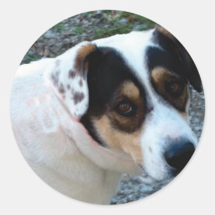 Customisable pet stickers