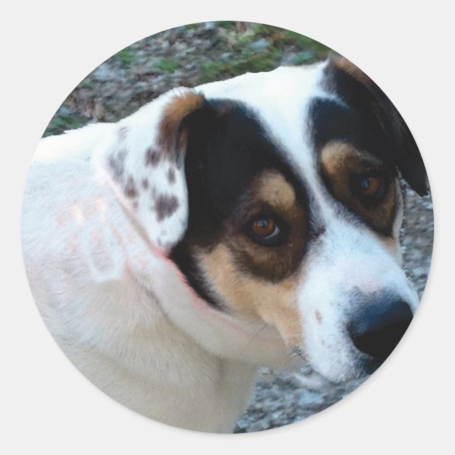 Customisable pet stickers (Front)