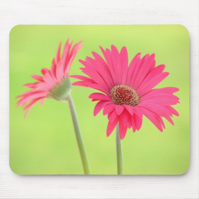 Customisable Pink Gerber Daisies on Green Mousepad (Front)