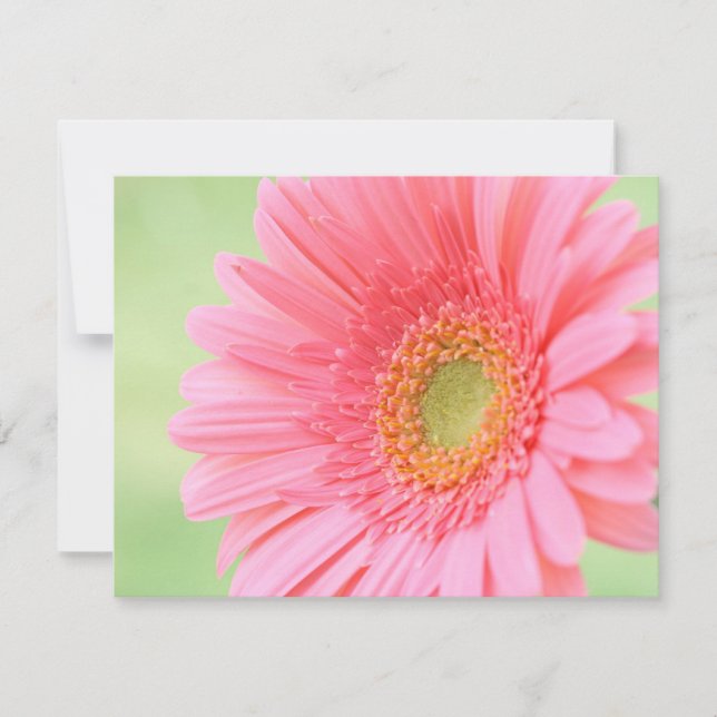Customisable Pink Gerber Daisy (Front)
