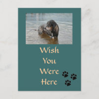 Customisable Postcard