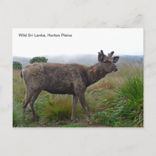 Customisable Postcard featuring a Sambar Deer