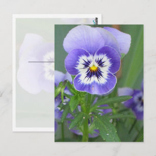 Customisable Purple Pansy Postcard