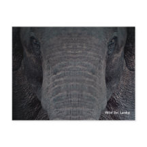Customisable Sri Lanka Elephant Postcard
