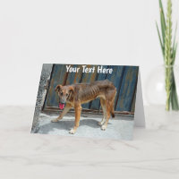Customisable stray dog