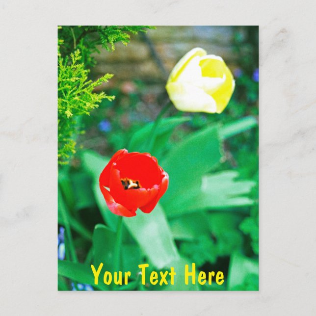 Customisable Tulips Postcard (Front)